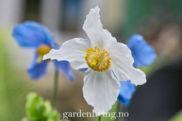 Hovedbilde Blå valmuesøster ’Alba’ - Meconopsis baileyi