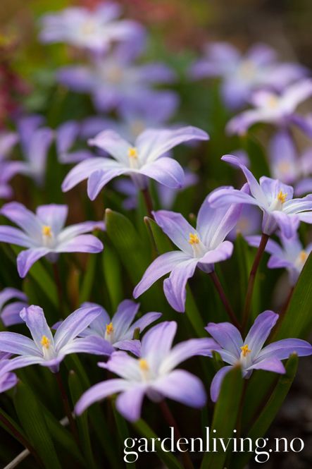 Hovedbilde Minnesnøstjerne 'Violet Beauty' - Chion. - 10 stk 