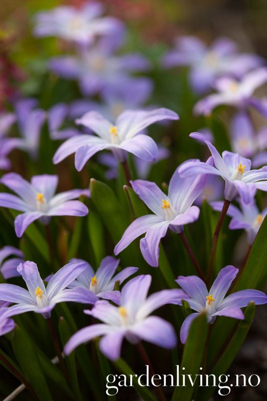 Minnesnøstjerne 'Violet Beauty' - Chion. - 10 stk 