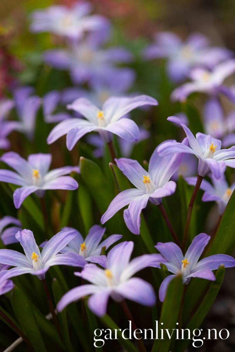 Minnesnøstjerne 'Violet Beauty' - Chion. - 10 stk 