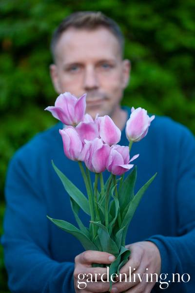 Hovedbilde Tulipan 'Synaeda Amor', triumphtulipan - 10 stk