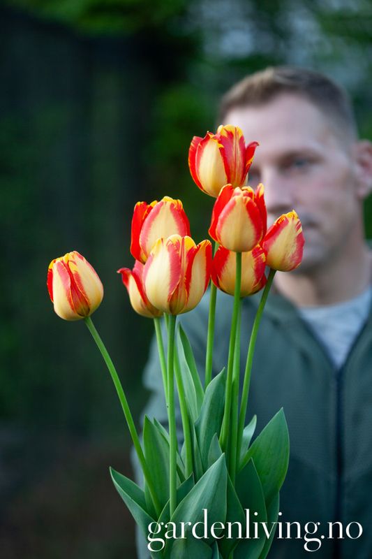Tulipan 'Banja Luka', darwinhybrid - 10 stk