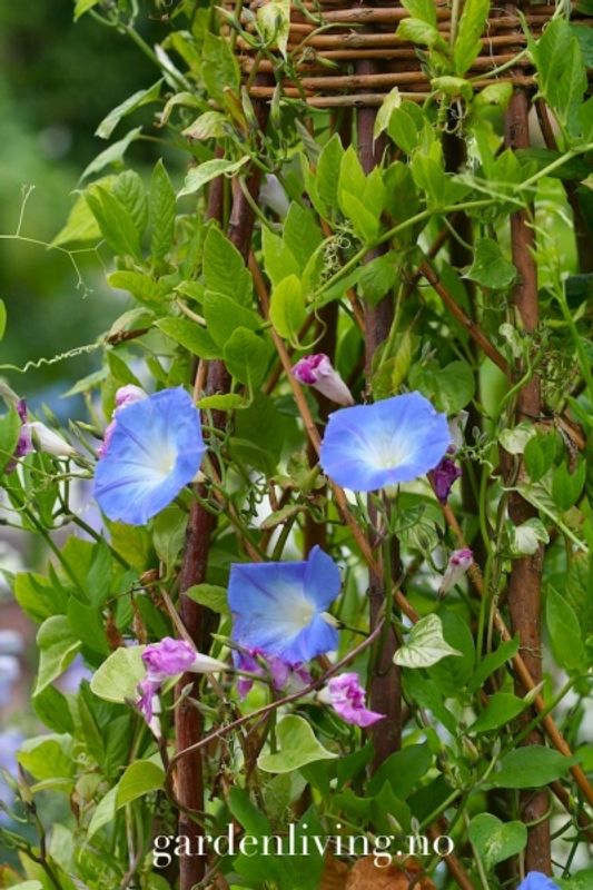 Praktvindel 'Heavenly Blue’ - Ipomoea tricolor