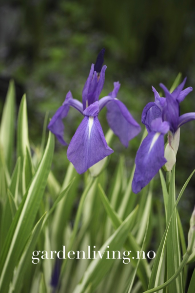 Hovedbilde Tvillingiris 'Variegata'- Iris ensata