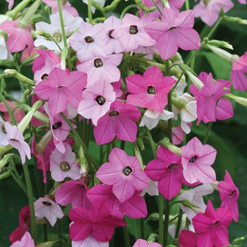 Prydtobakk 'Whisper Mixed’ - Nicotiana x hybrida