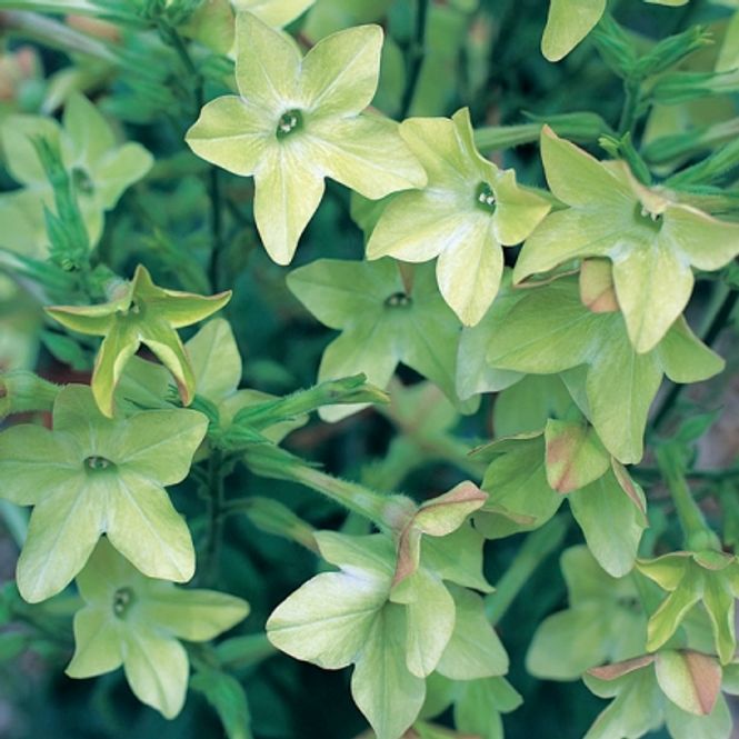 Hovedbilde Prydtobakk 'Perfume Antique Lime' - Nicotiana x hybrida