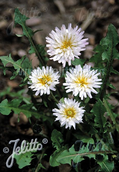 Hovedbilde Hvit løvetann - Taraxacum albidum