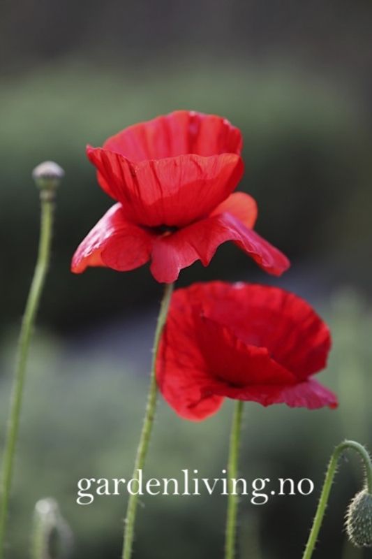 Kornvalmue - Papaver rhoeas