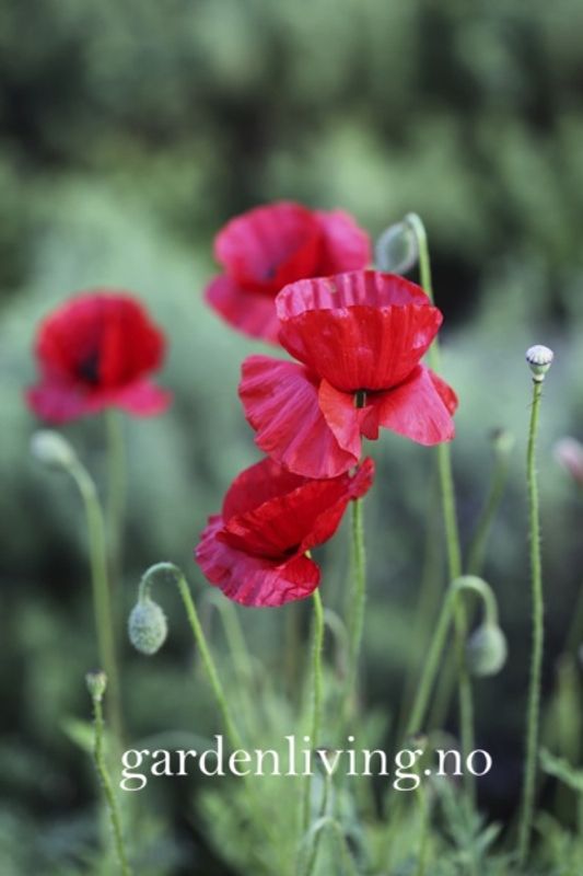 Kornvalmue - Papaver rhoeas