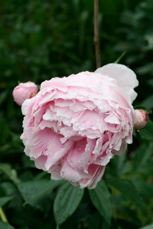 Silkepion ’Sarah Bernhardt’ - Paeonia lactiflora