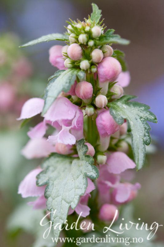 Flekktvetann 'Pink Pewter' - Lamium maculata