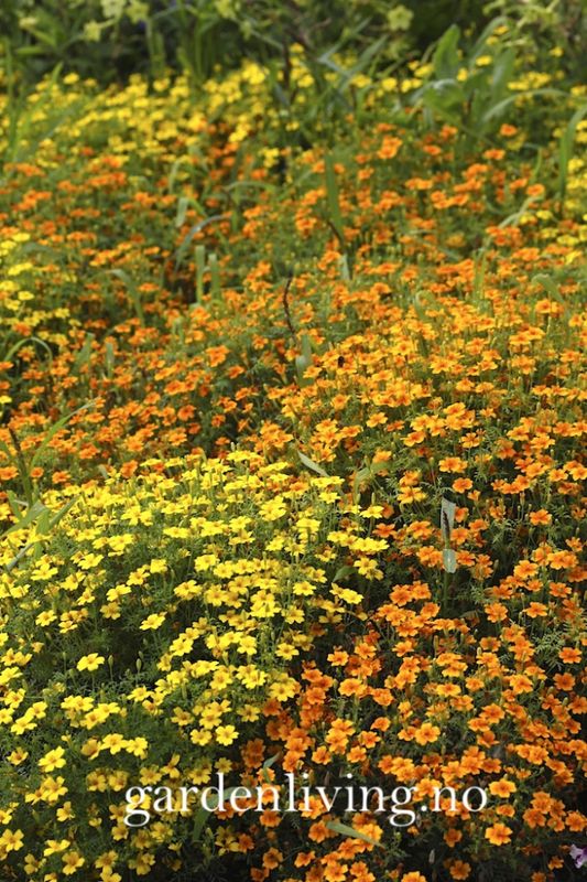 Fløyelsblomst 'Starfire Mixed', signet - Tagetes tenuifolia