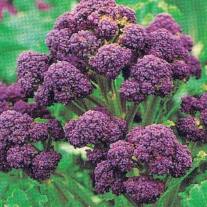 Hovedbilde Brokali 'Santee' F1 - Brassica oleracea var. italica
