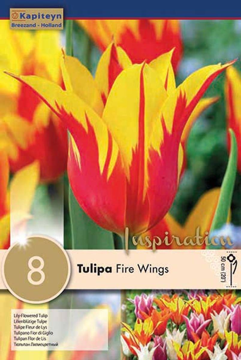 Tulipan 'Fire Wings', Liljeblomstrende - 8 stk