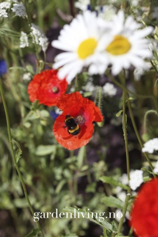 Kornvalmue Papaver rhoeas, Organic