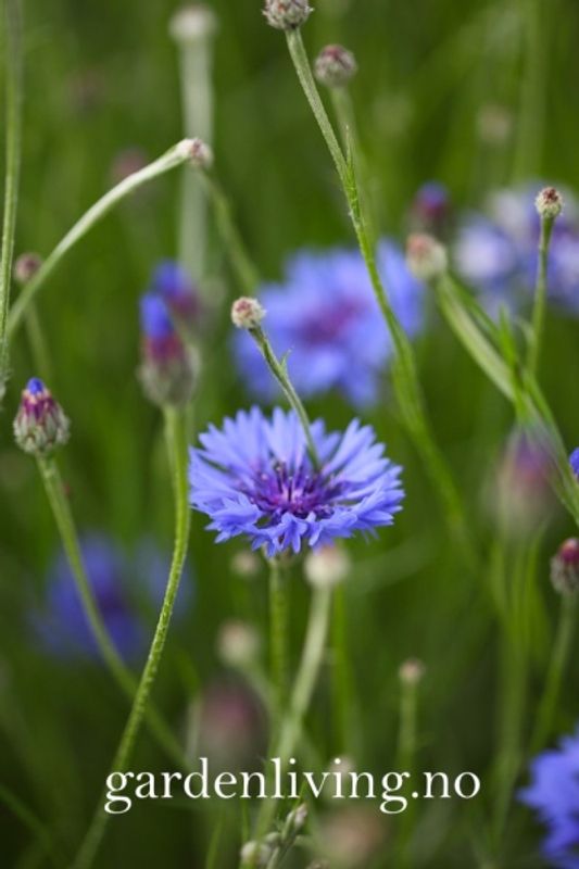 Kornblomst - Centaurea cyanus, Organic