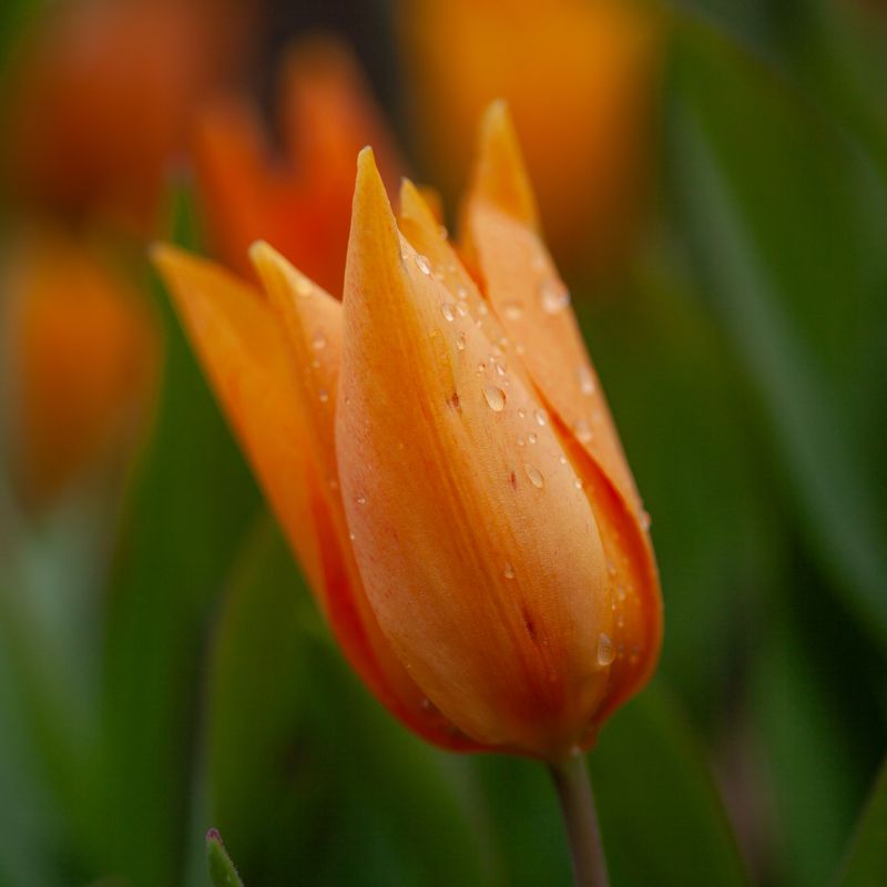 Symretulipan 'Shogun' - Tulipa prestans - 10 stk