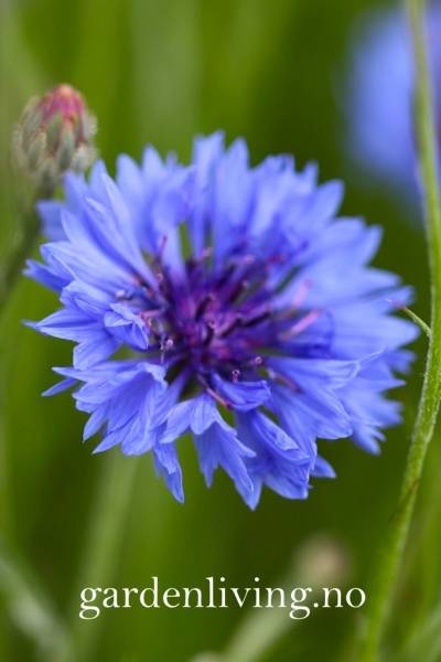 Hovedbilde Kornblomst 'Midget Blue', lav - Centaurea cyanus