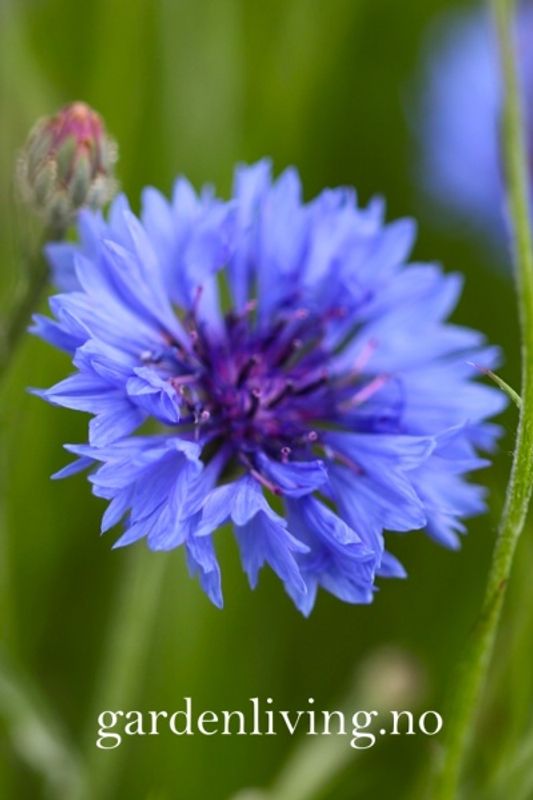 Kornblomst 'Midget Blue', lav - Centaurea cyanus