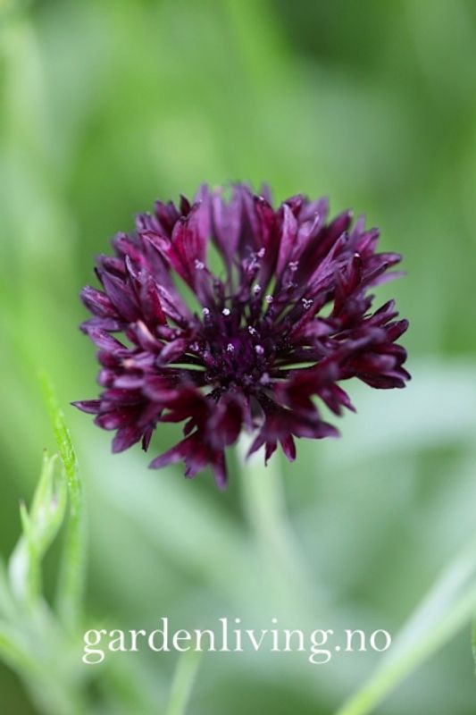 Kornblomst 'Double Black' - Centaurea cyanus