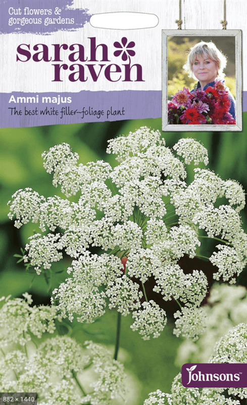 Kongeskjerm - Ammi majus
