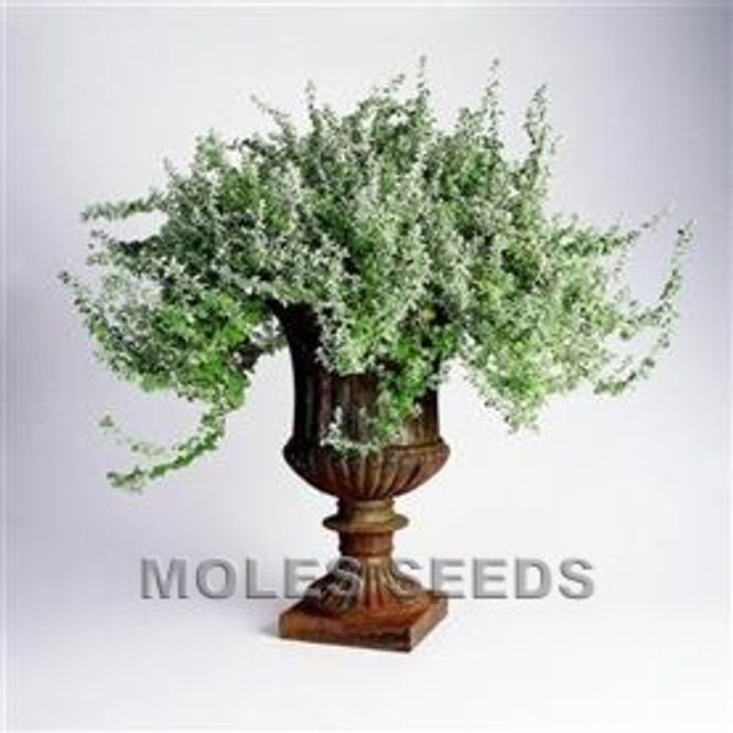 Hovedbilde Helichrysum microphyllum 'Silver Mist'
