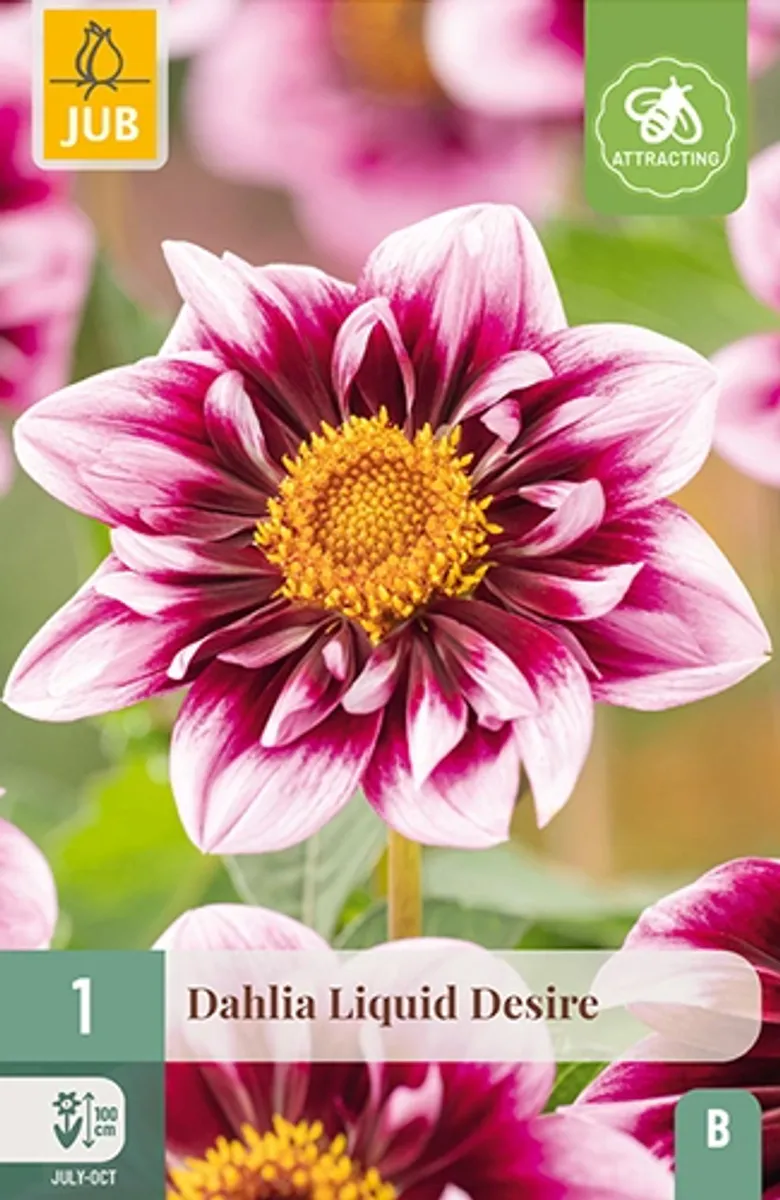 Georgine 'Liquid Desire' - Dahlia x cultorum, 1 stk.