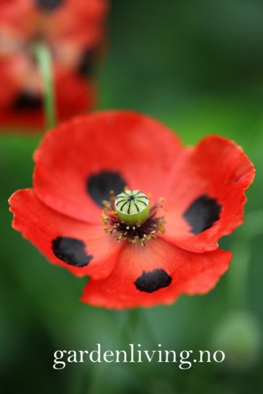 Valmue ’Ladybird’ - Papaver commutatum 