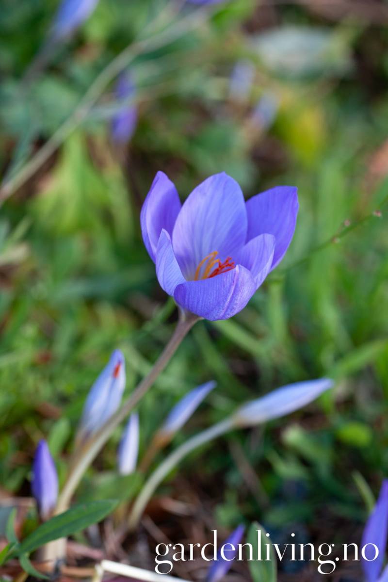 Høstkrokus  'Conqueror' - Crocus speciosus - 10 stk