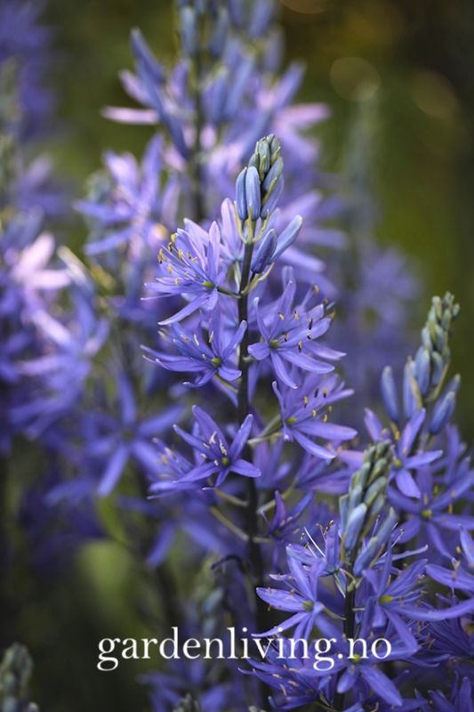 Bjørnestjerne 'Caerulea' - Camassia leichtlinii - 2 stk
