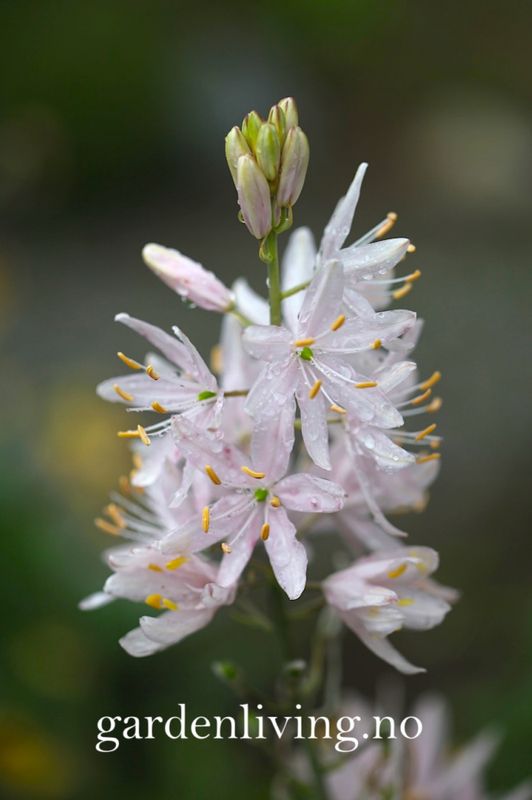Bjørnestjerne 'Sweet Candle' - Camassia leic. - 1 stk 