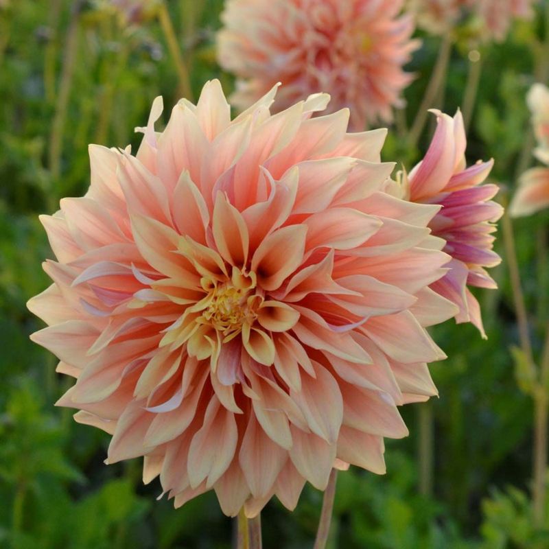 Georgine 'Tyrell - Dahlia x cultorum, 1 stk.