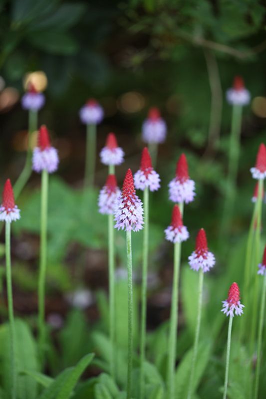 Orkidéprimula - Primula vialii