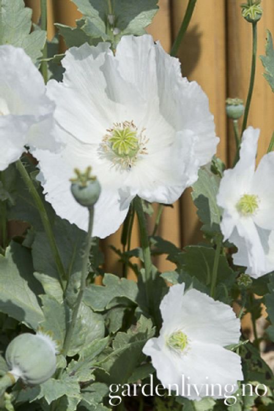 Pionvalmue 'Sissinghurst White' - Papaver somniferum