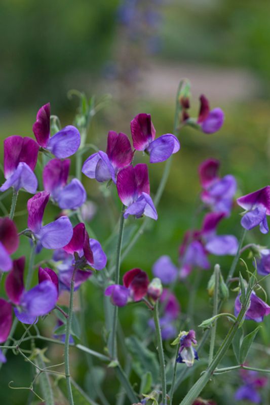Blomsterert 'Matucana' - Lathyrus odoratus 