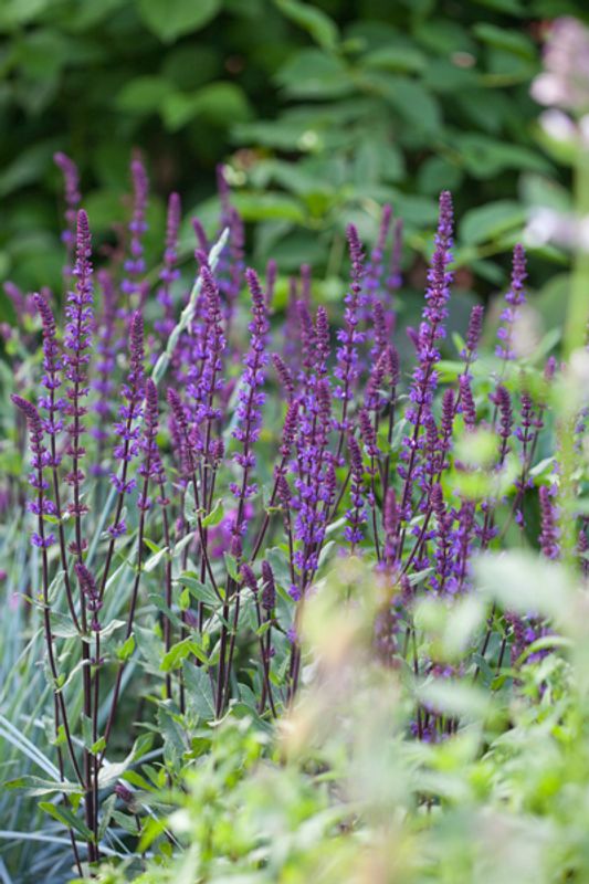 Steppesalvie 'Caradonna' - Salvia nemorosa