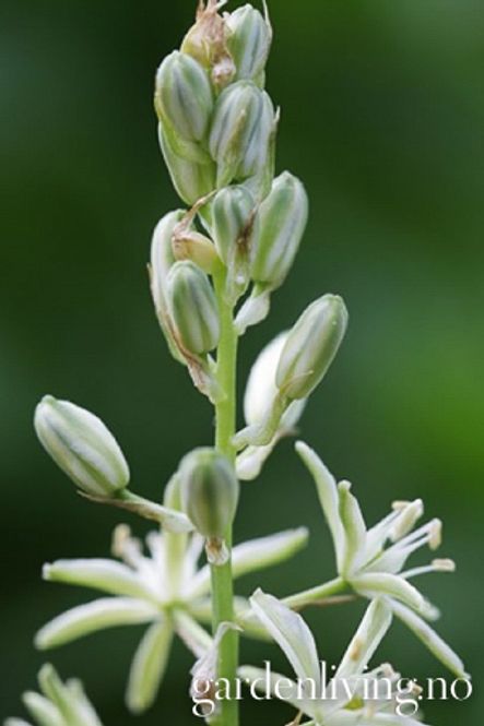 Hovedbilde Ornithogalum pyrenaicum (Bath/Wild asparagus)