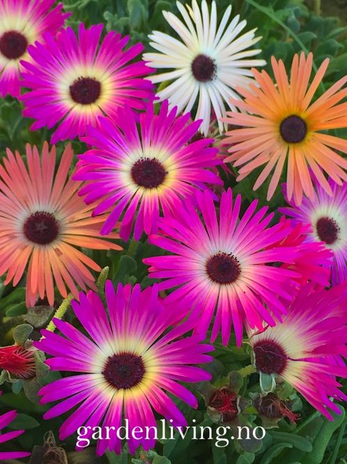 Hovedbilde Middagsblomst 'African Dream' - Mesembryanthemum