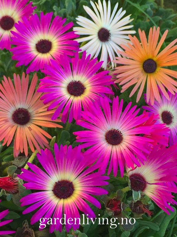 Middagsblomst 'African Dream' - Mesembryanthemum