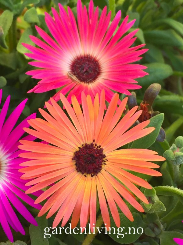 Middagsblomst 'African Dream' - Mesembryanthemum