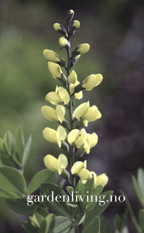 Fargeskolm 'Vanilla Cream' ® - Baptisia