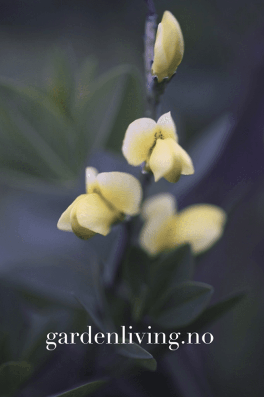 Fargeskolm 'Vanilla Cream' ® - Baptisia