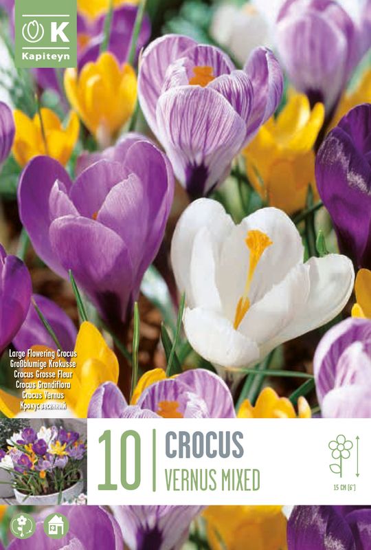 Krokus - storblomstret blanding - 10 stk