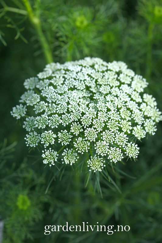 Tannstikke 'Casablanca' - Ammi visnaga