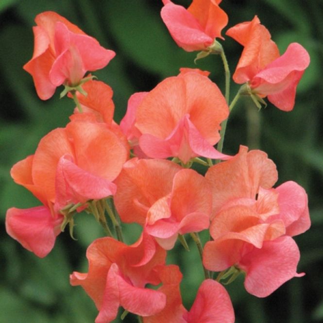 Hovedbilde Blomsterert 'Prince Of Orange' - Lathyrus odoratus 