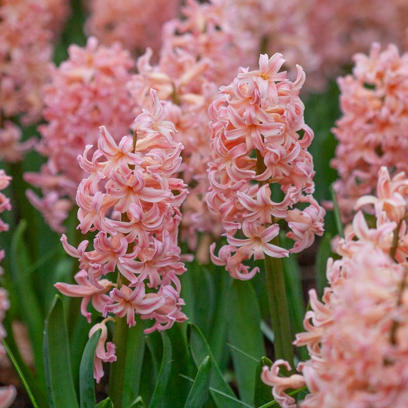 Svibel 'Gipsy Queen' - Hyacinthus - 5 stk