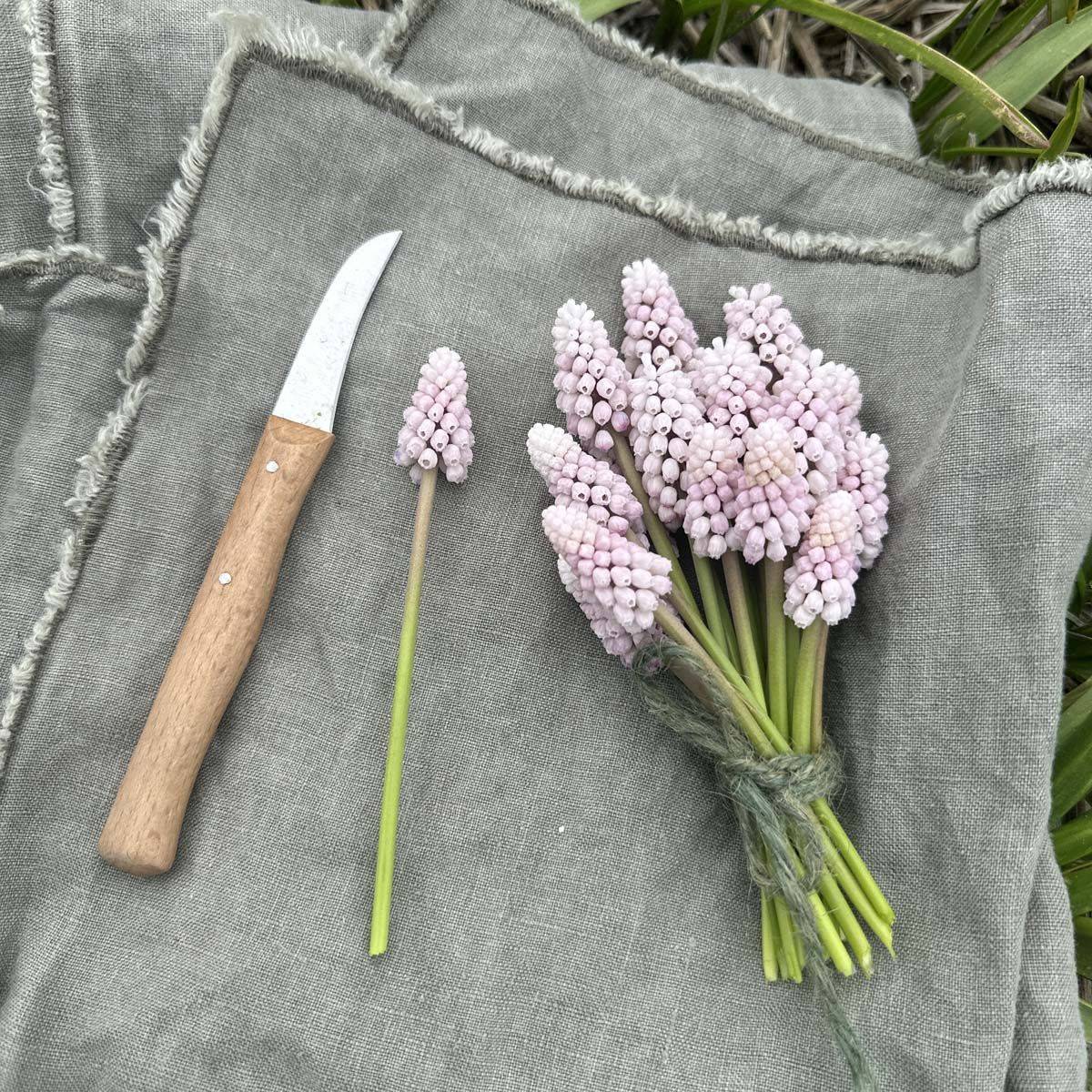 Perleblomst 'Pink Sunrise' - 10 stk