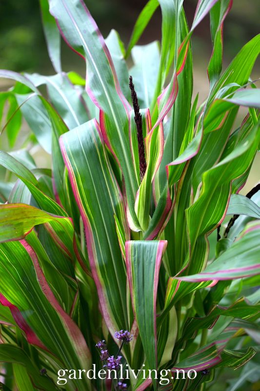 Prydmais 'Japonica Variegata' - Zea mays var. japonica