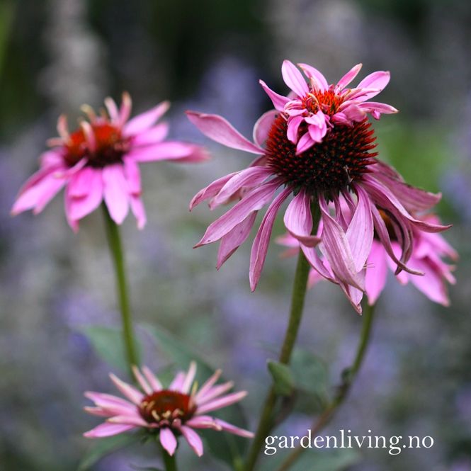 Hovedbilde Purpursolhatt 'Doubledecker' - Echinacea purpurea