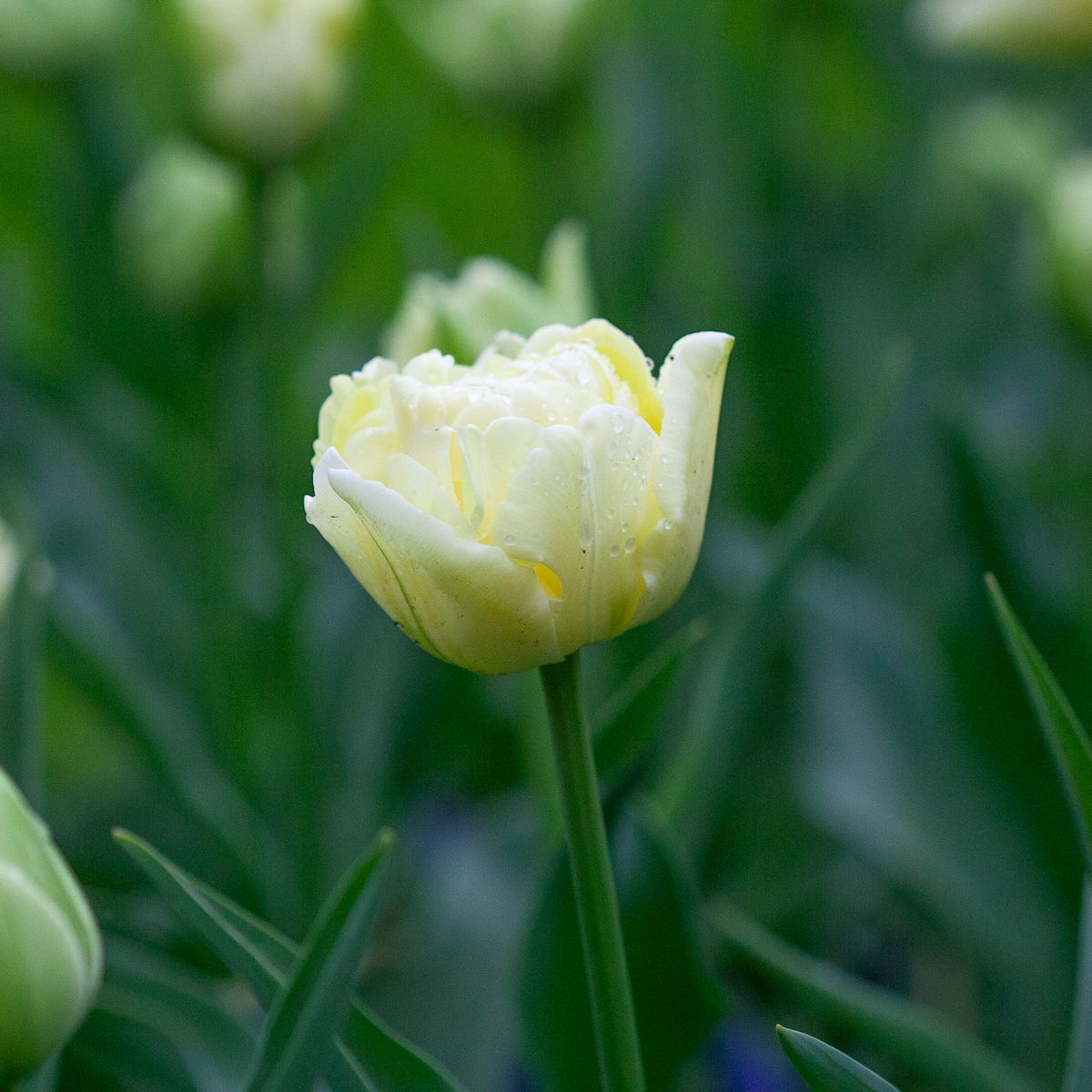 Tulipan 'Avant Garde', Tidlig dobbel - 7 stk